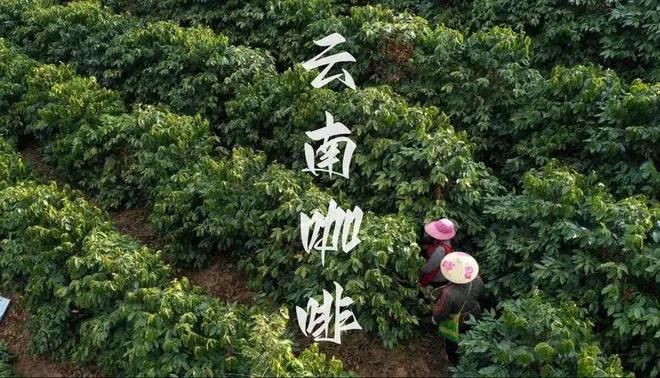彩云之南的馥郁传奇开元棋牌云南咖啡：(图19)