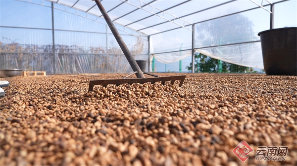 亩高海拔精品咖啡喜迎丰收开元棋牌云南龙陵:3万余(图2) 亩高海拔精品咖啡喜迎丰收开元棋牌云南龙陵:3万余(图2)