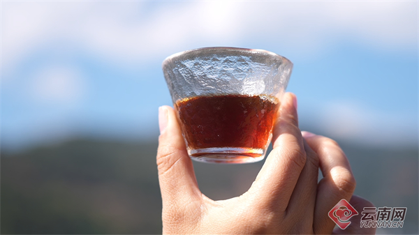 亩高海拔精品咖啡喜迎丰收开元棋牌云南龙陵:3万余(图3) 亩高海拔精品咖啡喜迎丰收开元棋牌云南龙陵:3万余(图3)